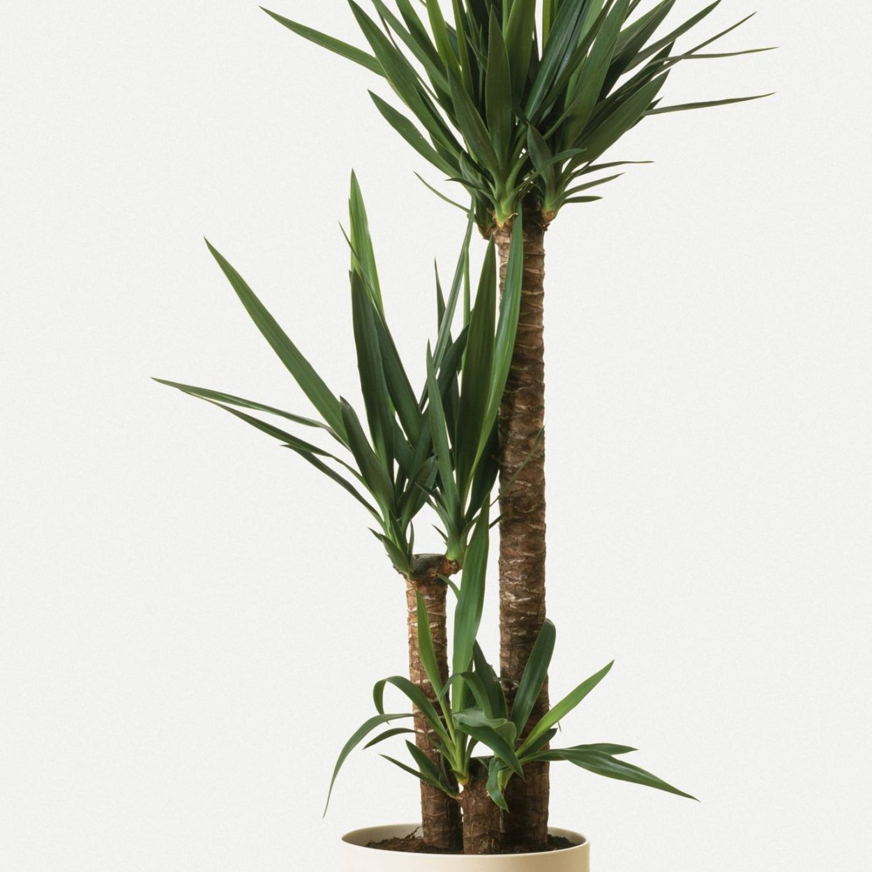 Дерево Пальма Юкка