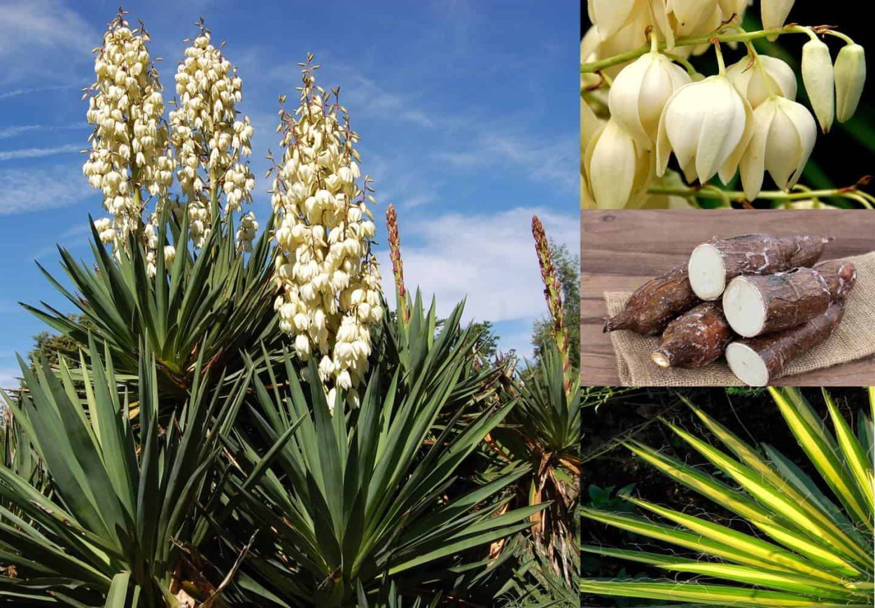 Юкка алоэлистная комнатная