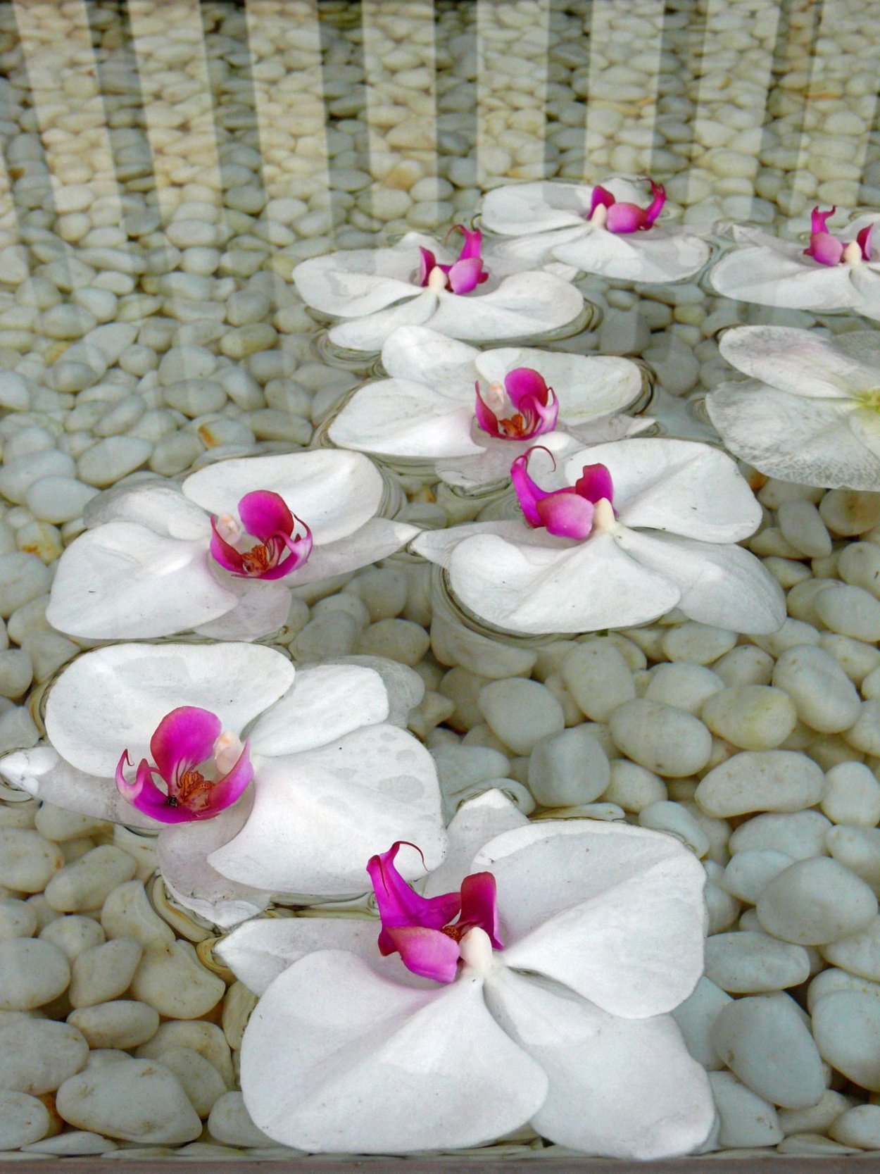 Орхидея и камни