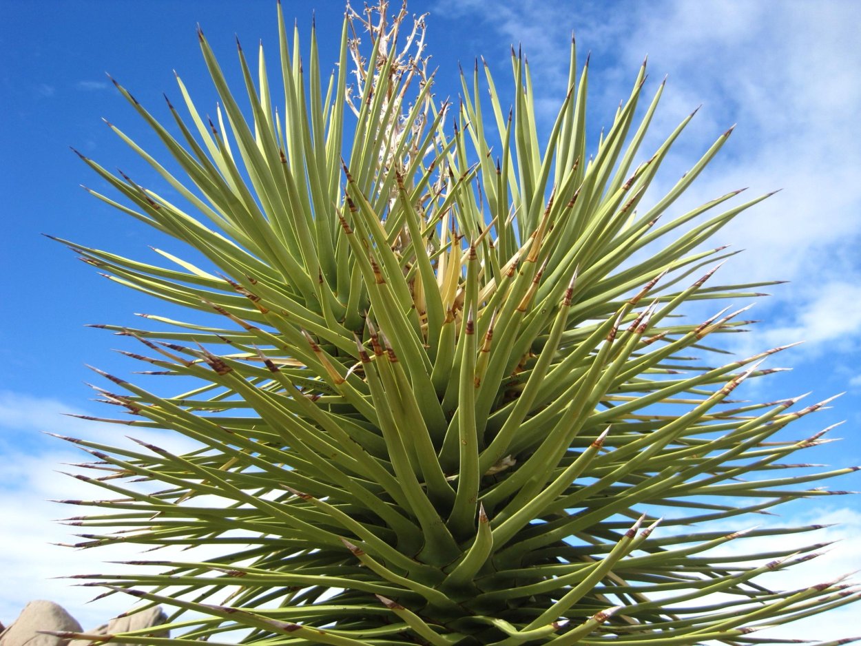 Юкка коротколистная