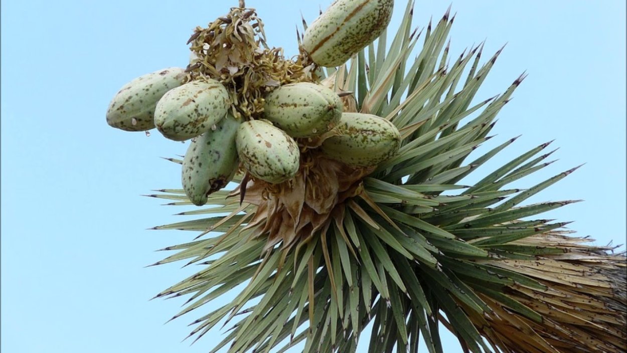 Юкка Yucca ELEPHANTIPES