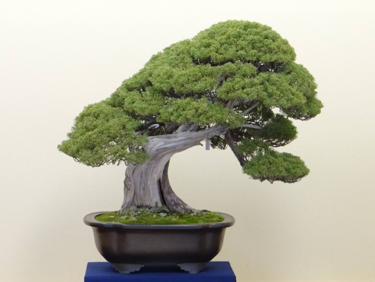 Японский Кипарис бонсай