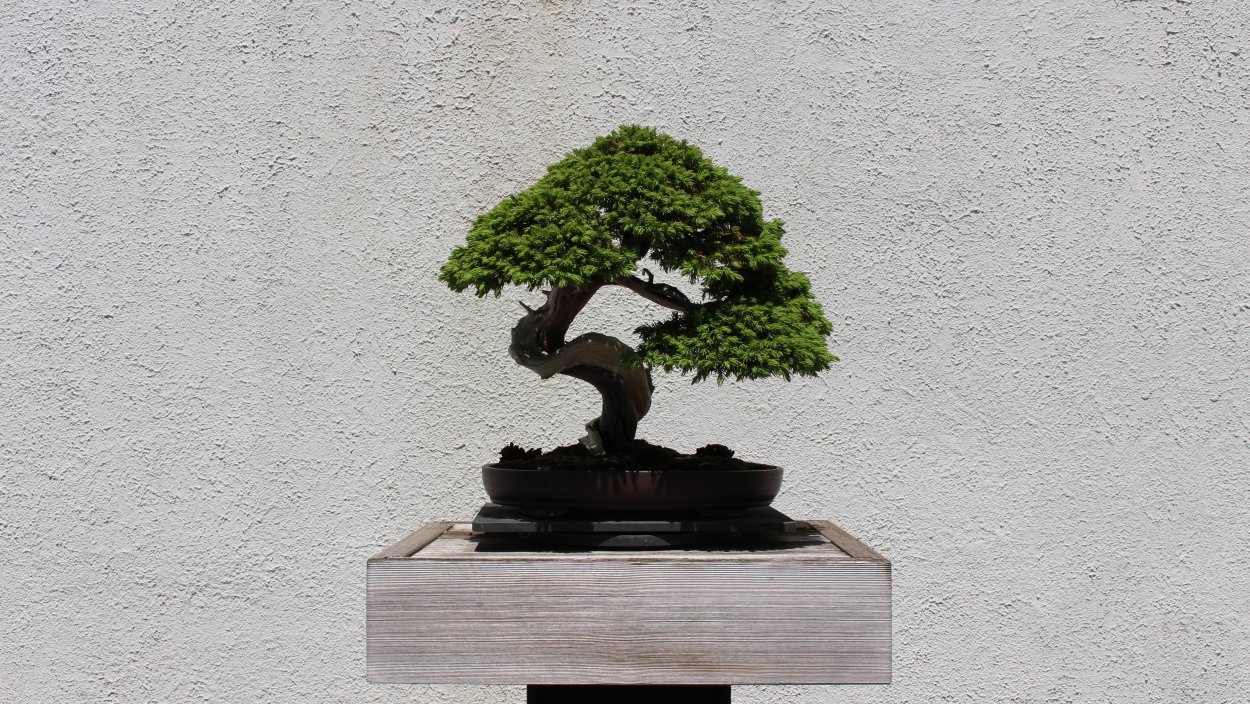 Дерево Bonsai 4k