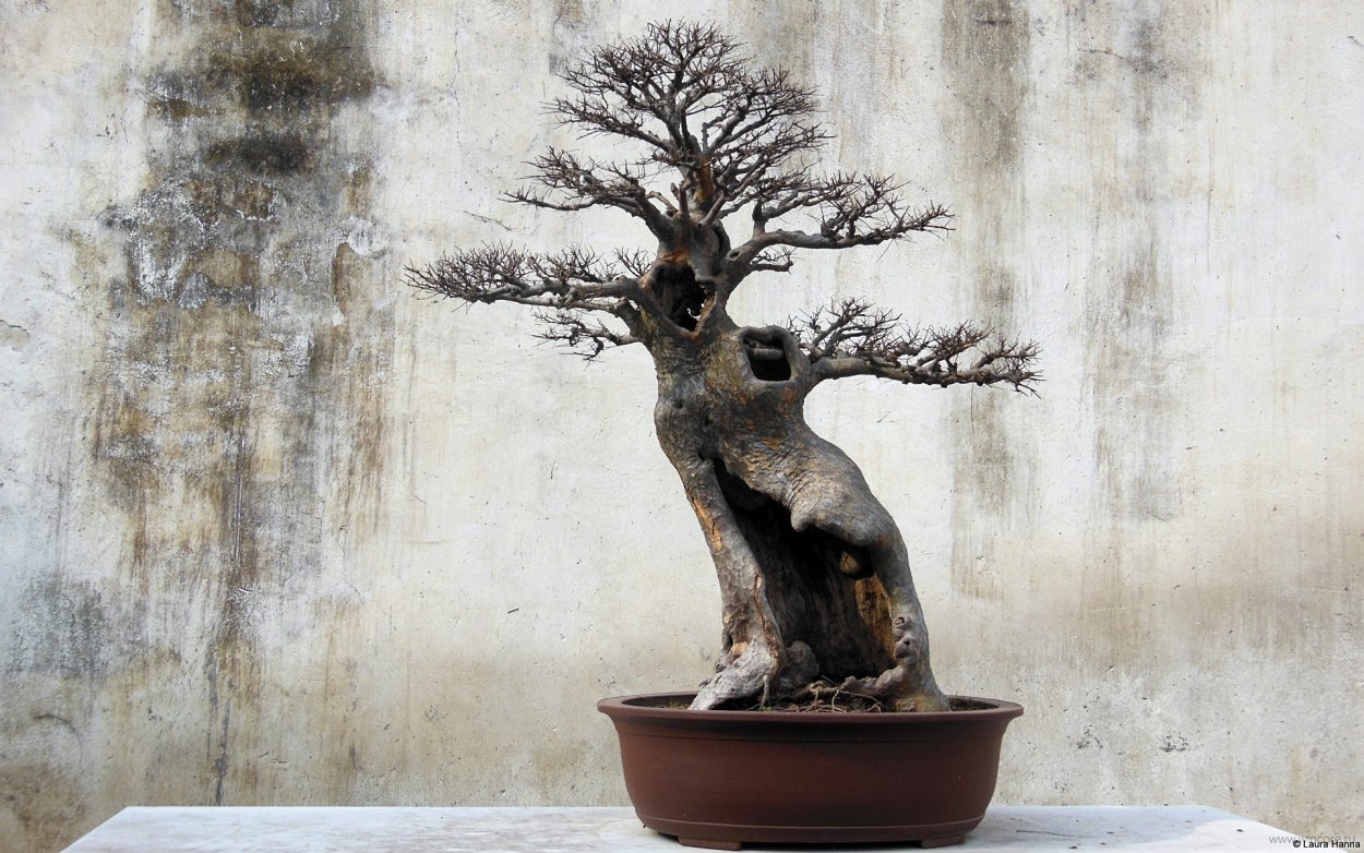 Бонсай обои