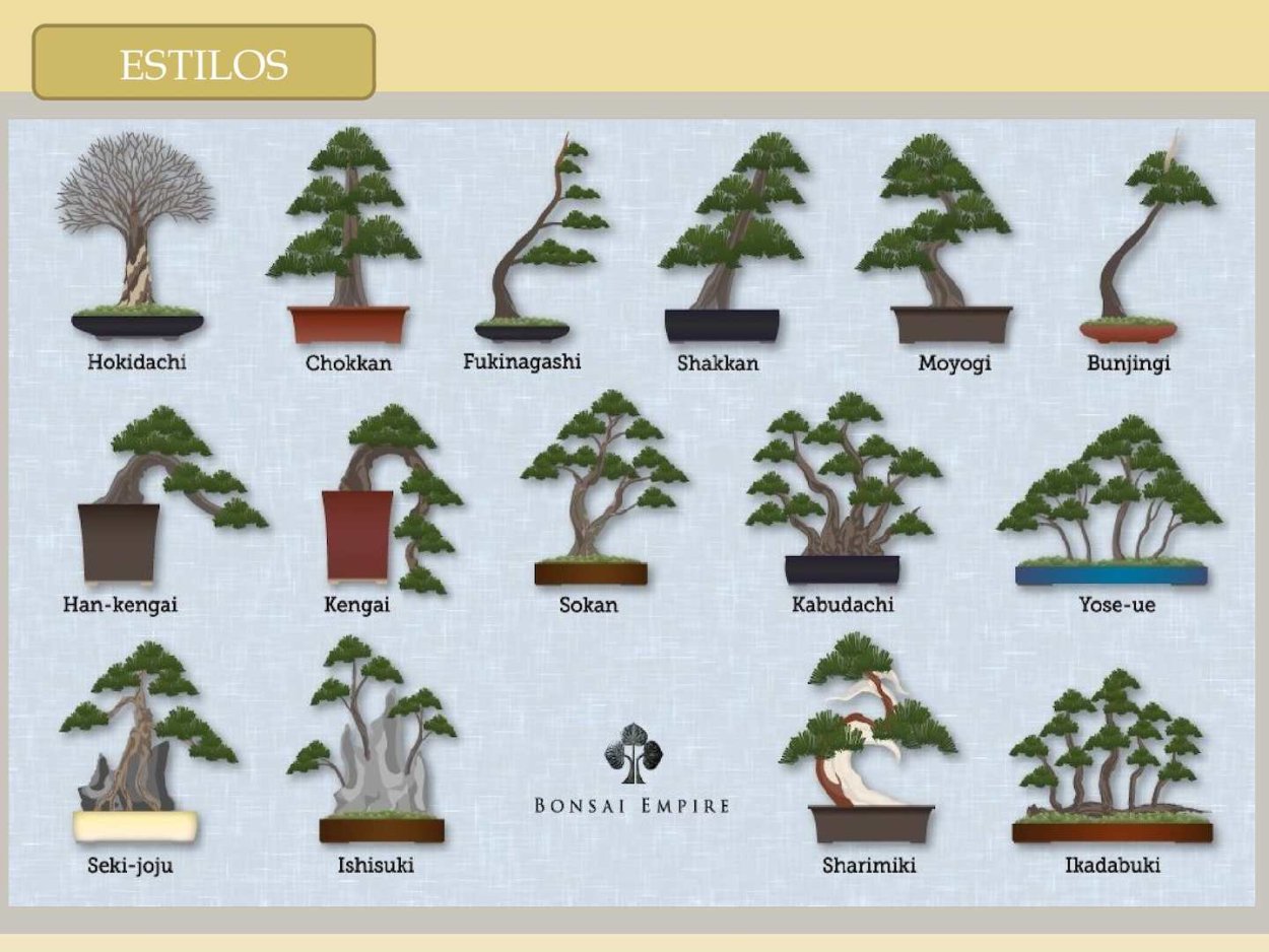 Кэнгай фикусы