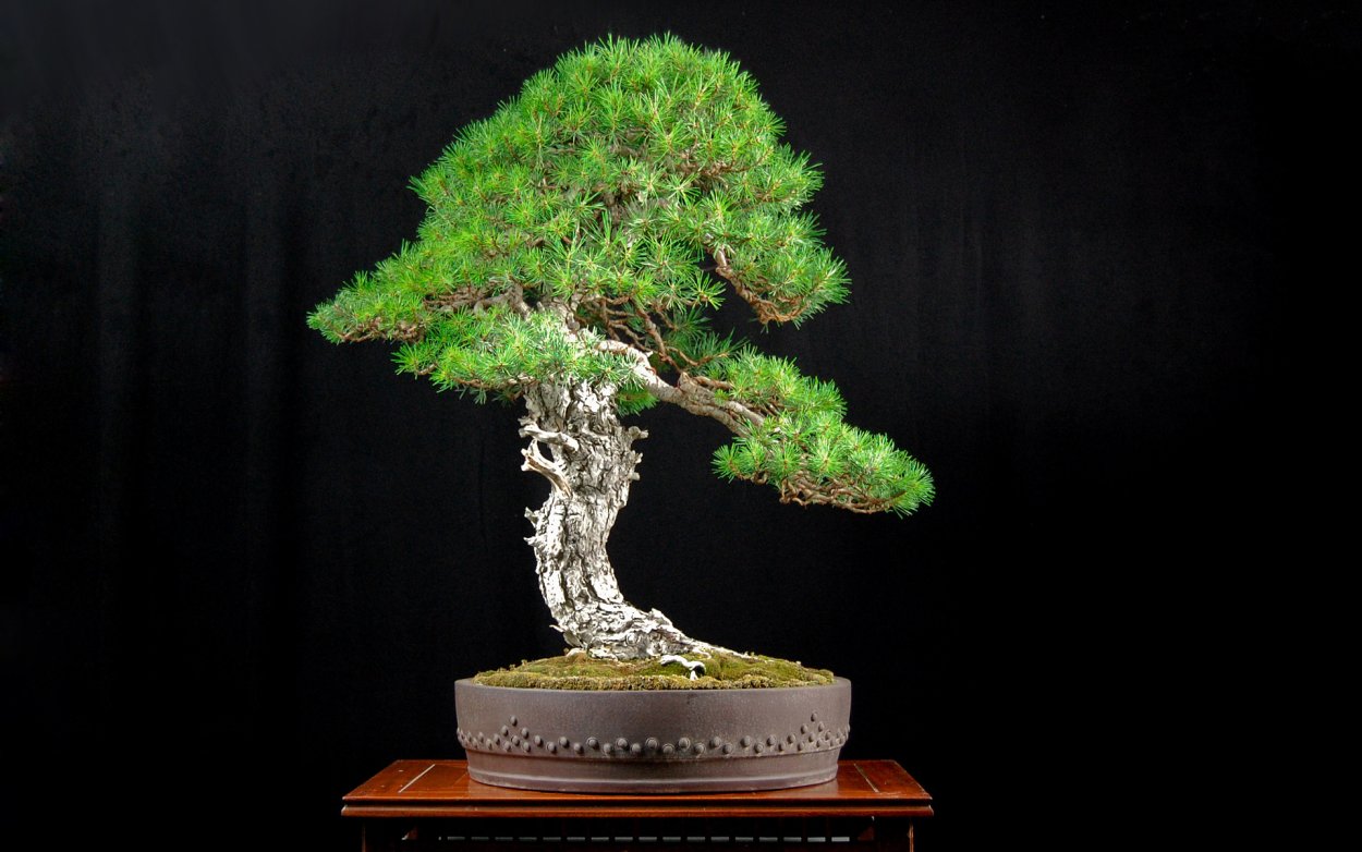 Искусство бонсай в Японии