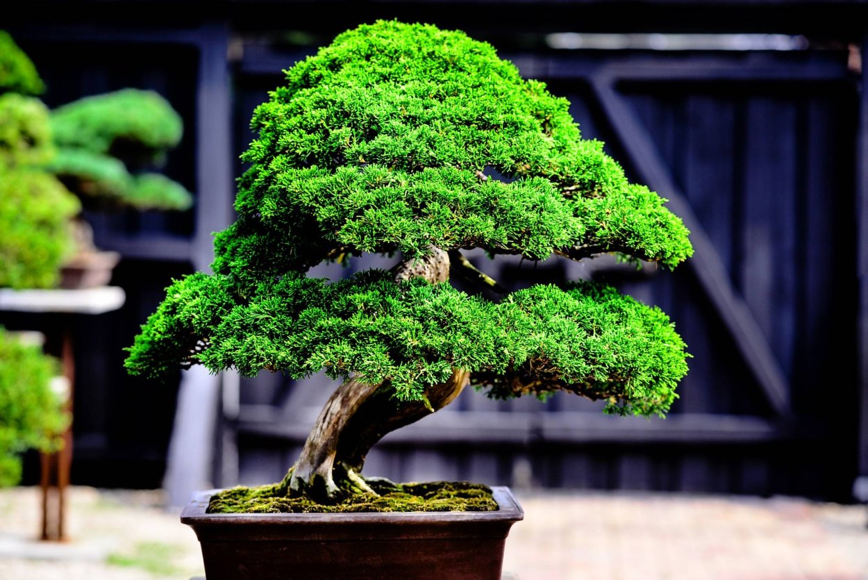 Бонсай Нэцунагари