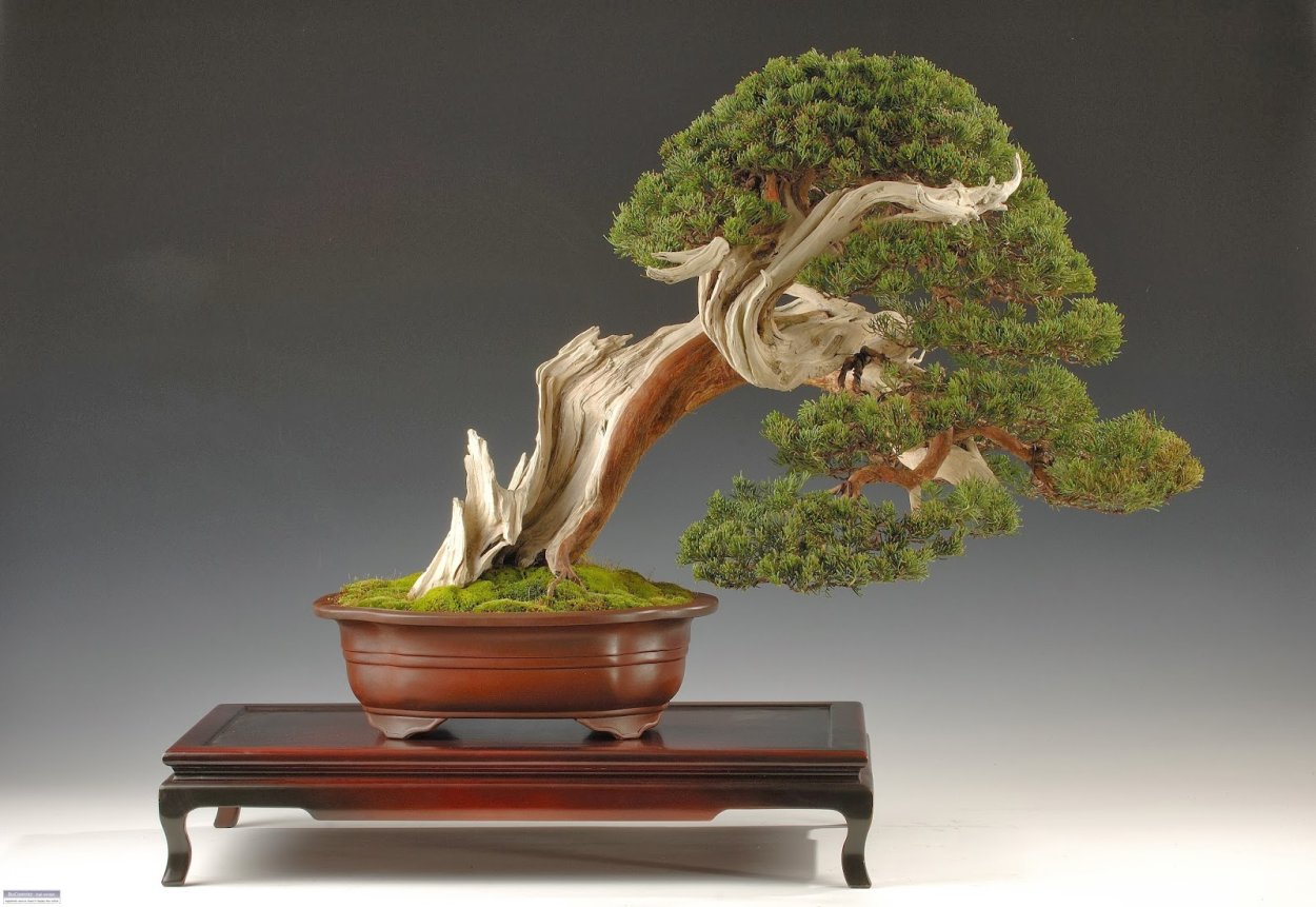 Икебана и бонсай в Японии