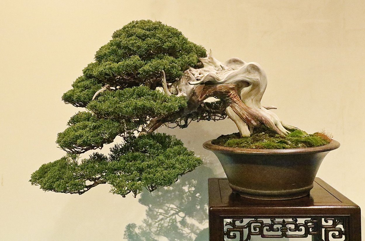 Kokufu Bonsai Exhibition