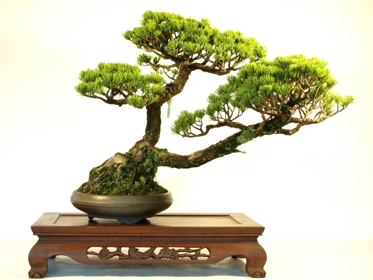 Бонсай Тюхин