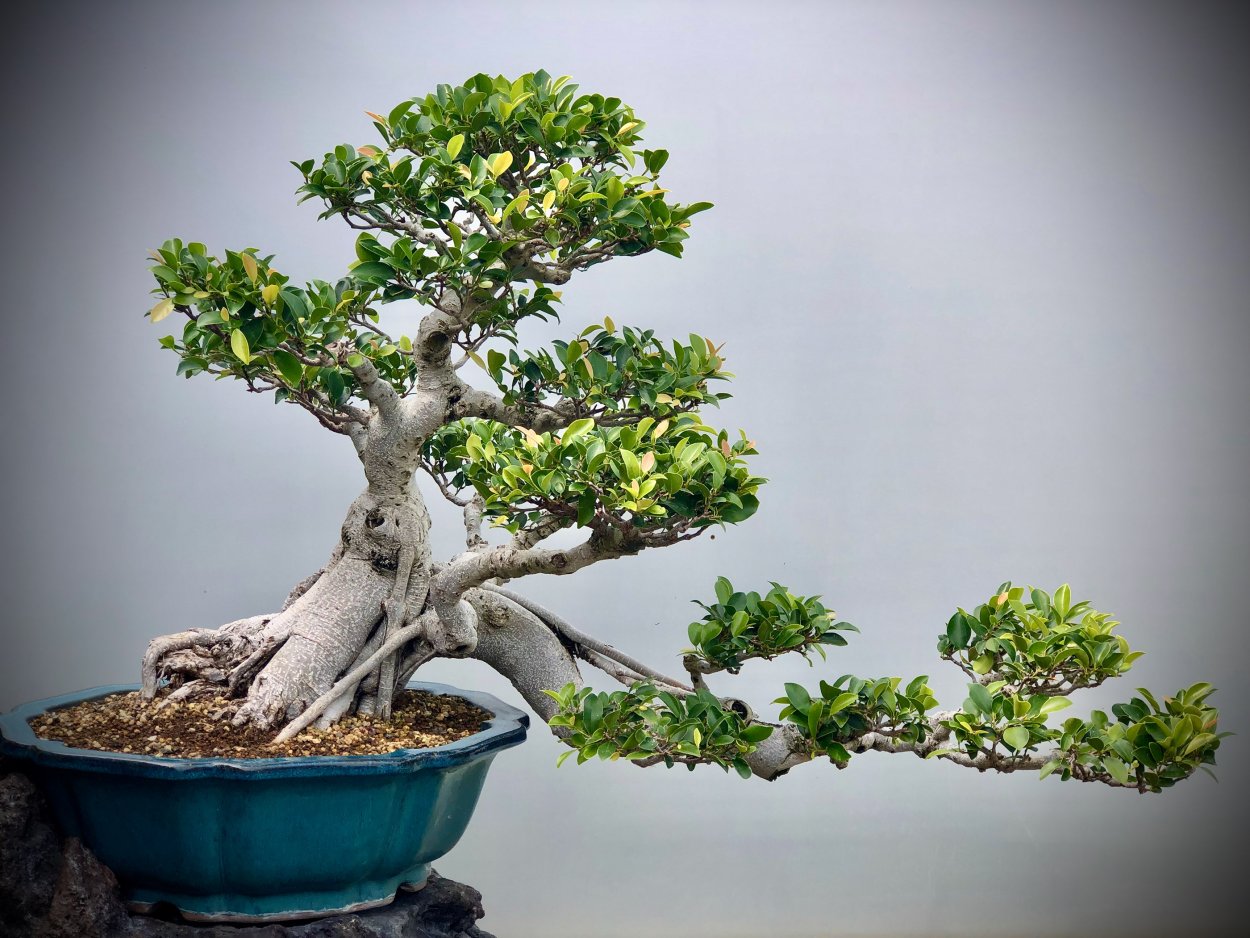 Дерево Бодхи бонсай