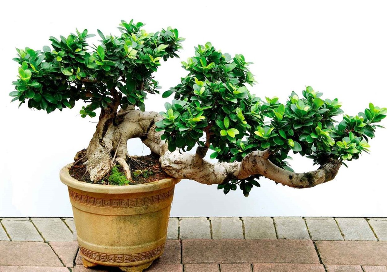 Фикус Бенджамина