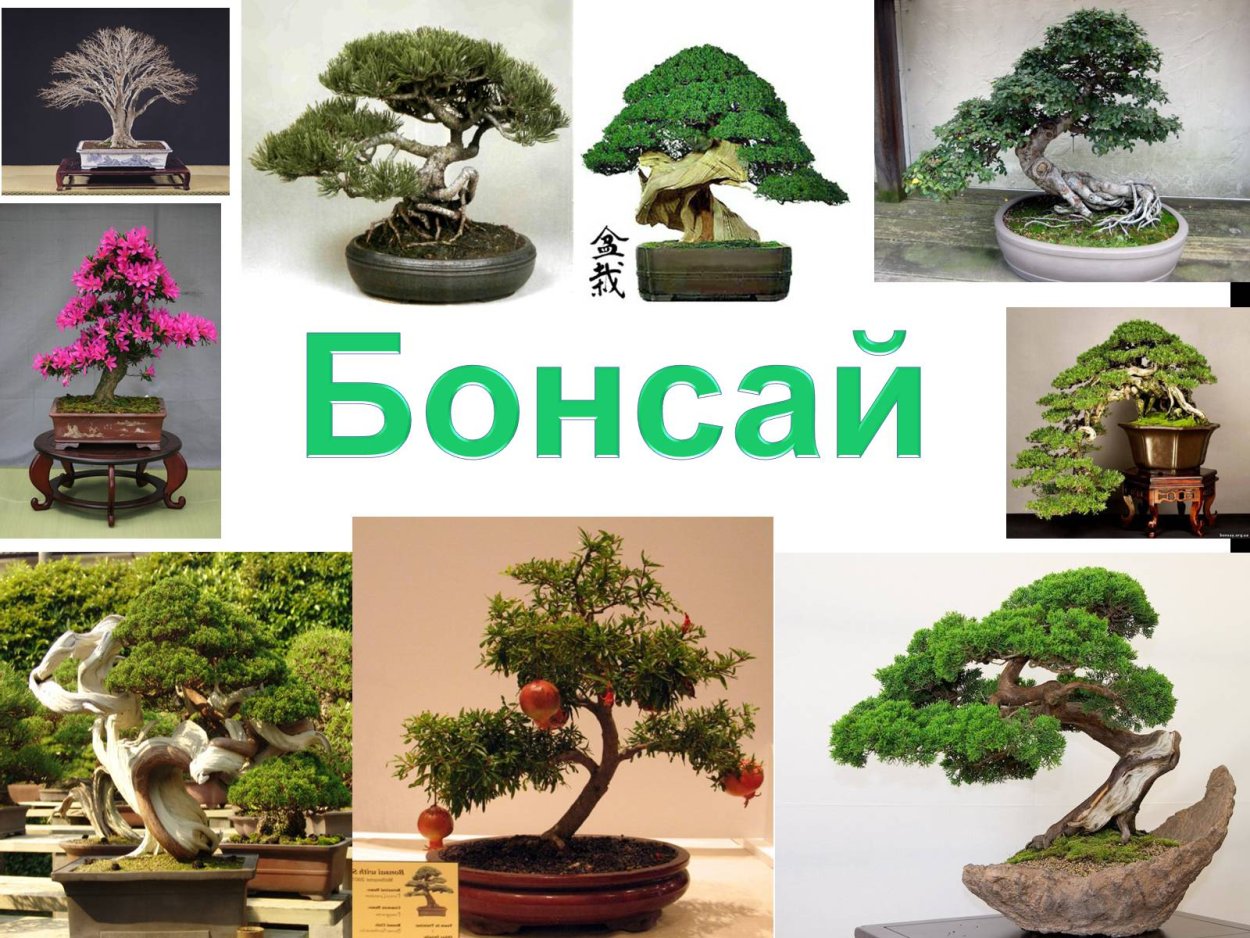 Искусство бонсай презентация