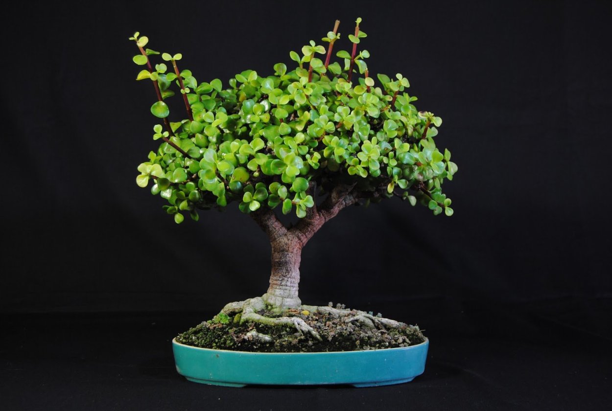 Jade Bonsai