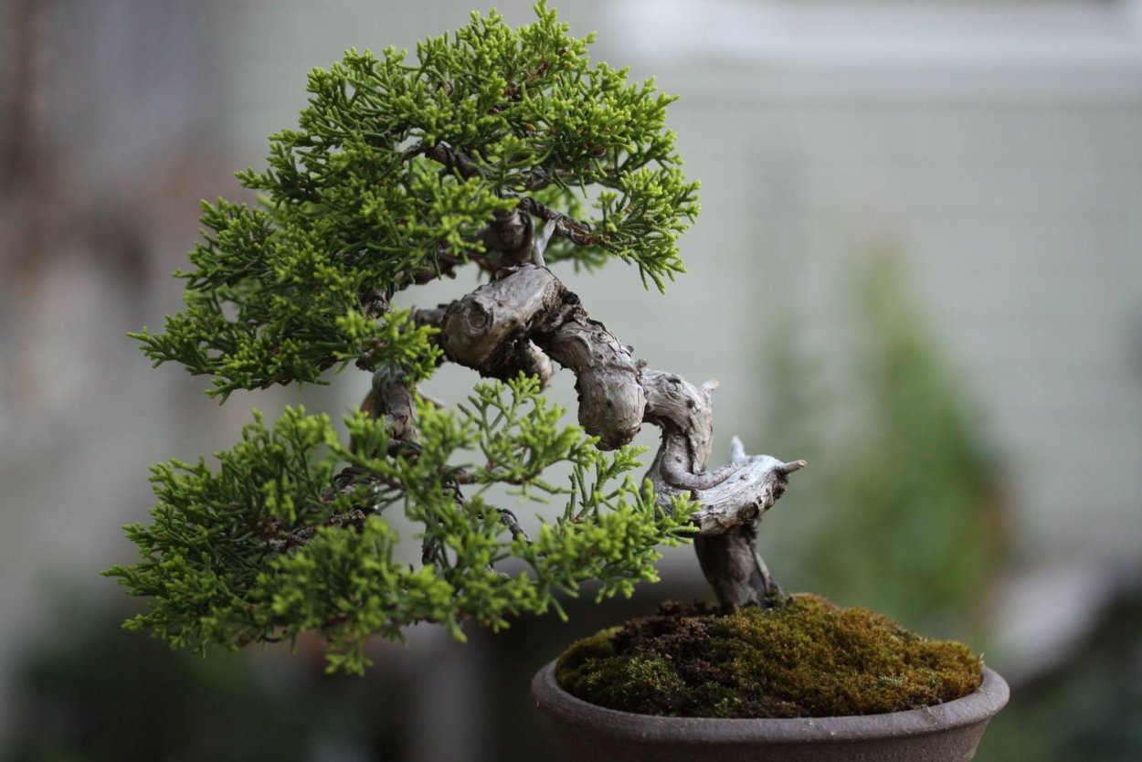 Ямадори бонсай