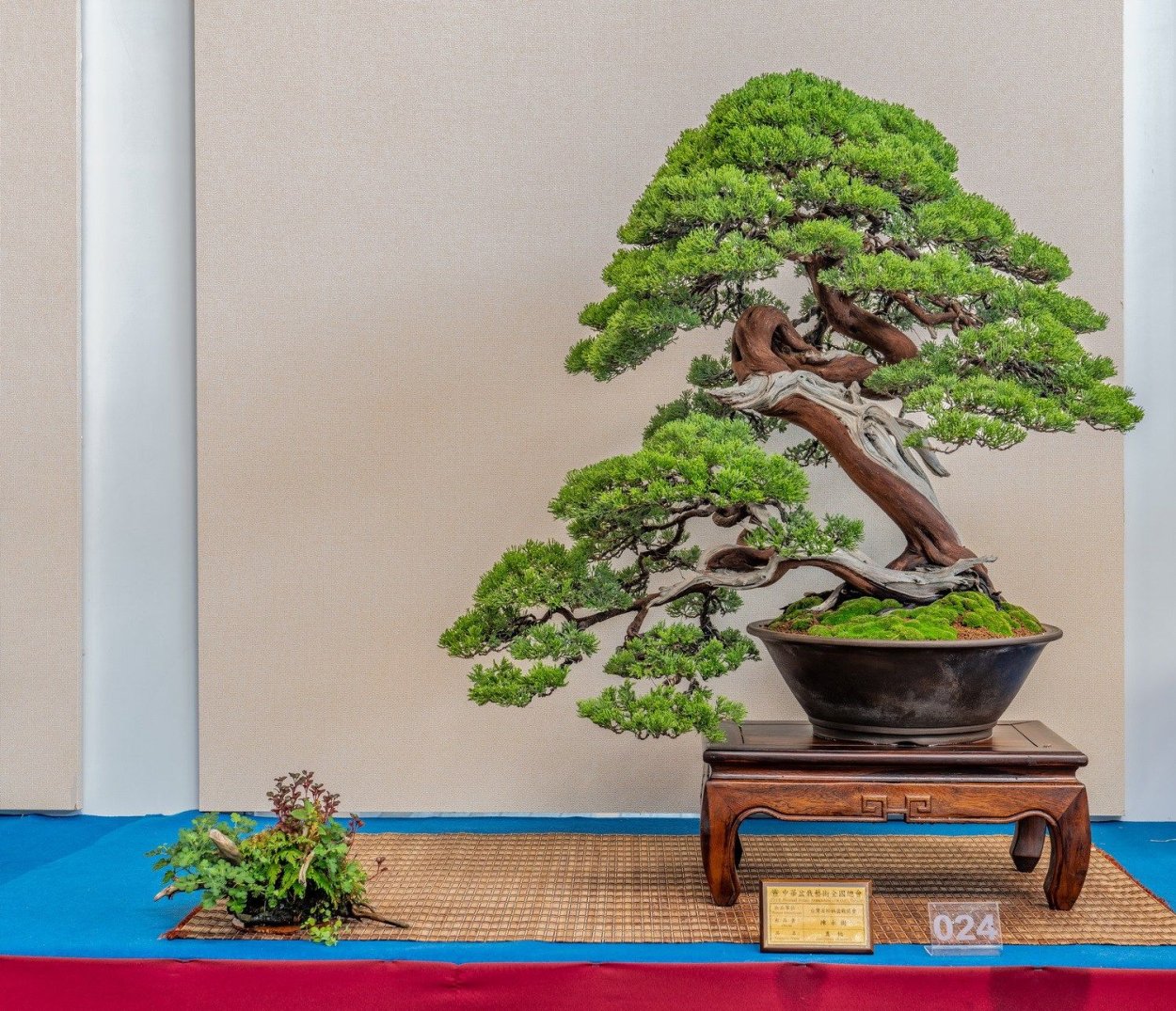 Миндаль бонсай