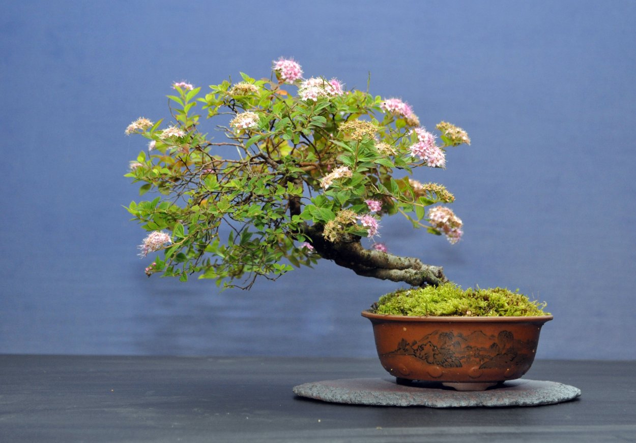 Спирея японская бонсай