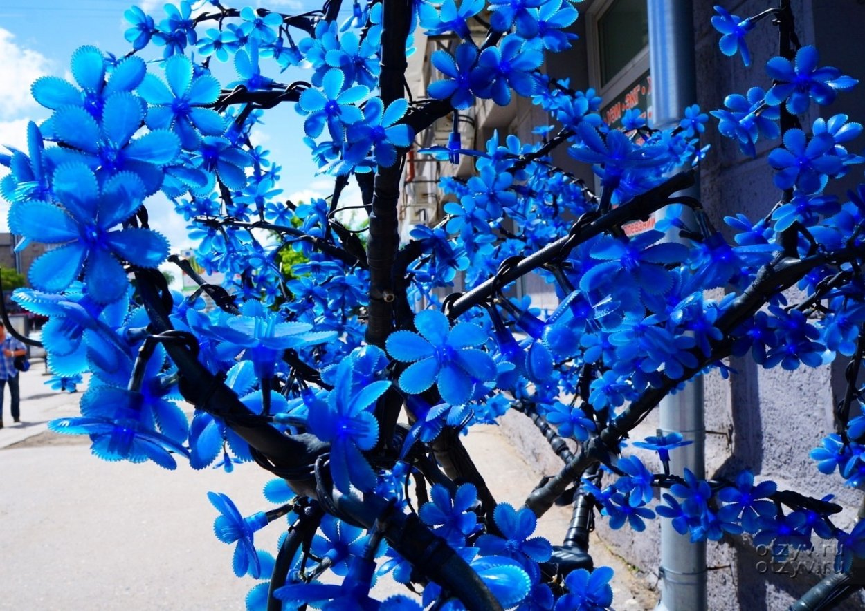 Клен фиолетовый