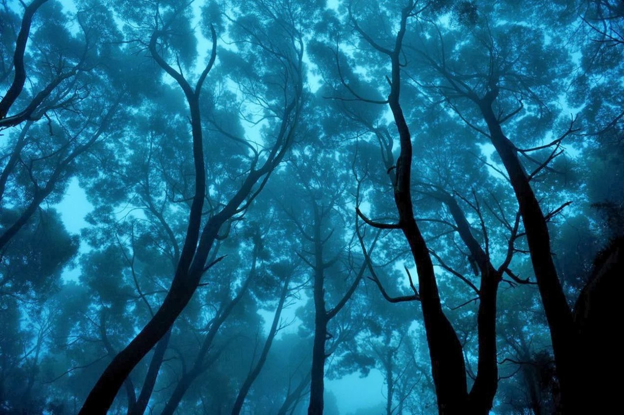 Ashvin Harrison Art Tree