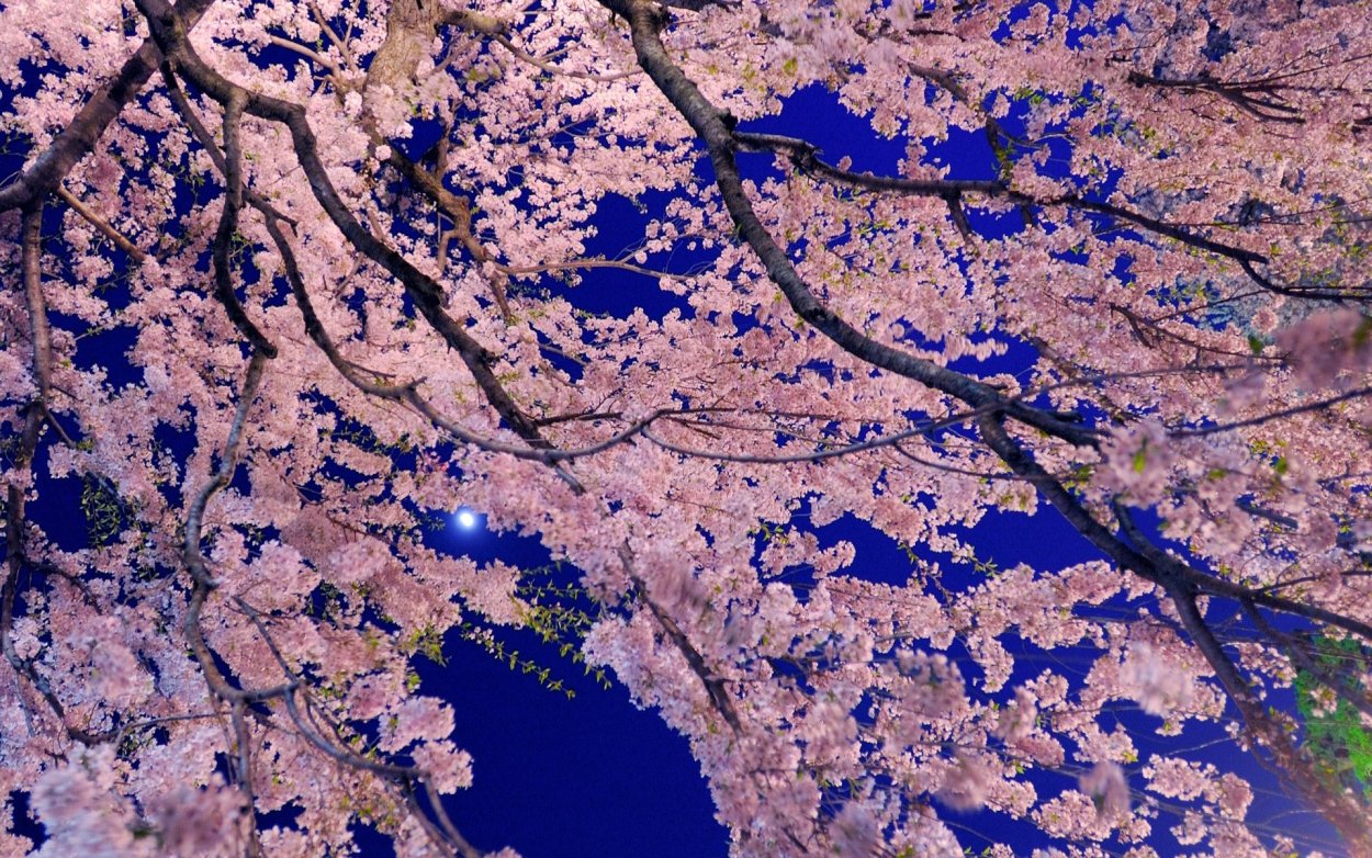 Нежные голубые цветы