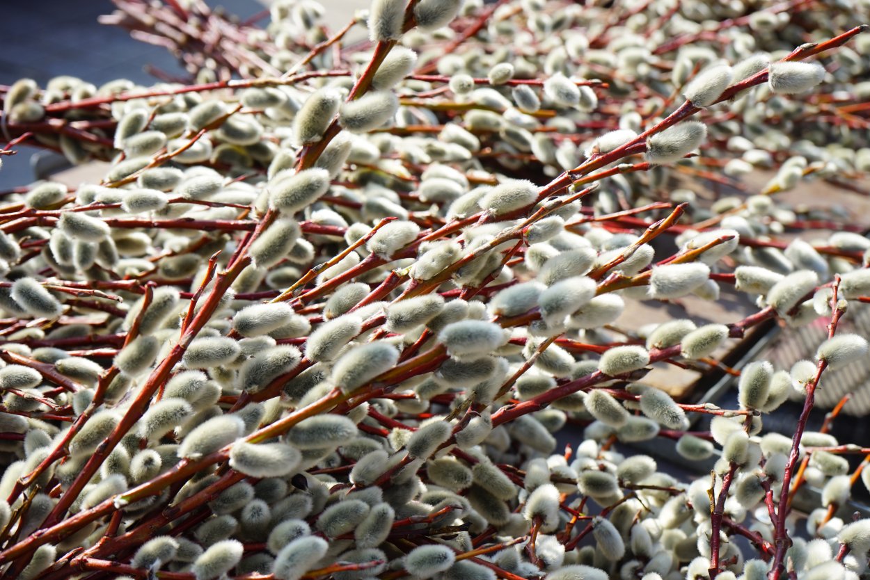 Верба и Ива