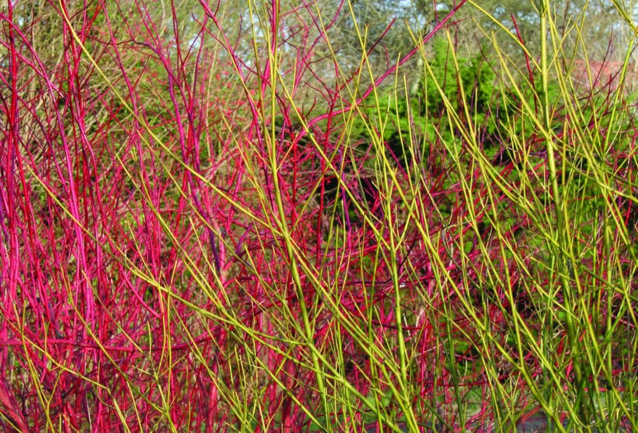 Дёрен отпрысковый Flaviramea