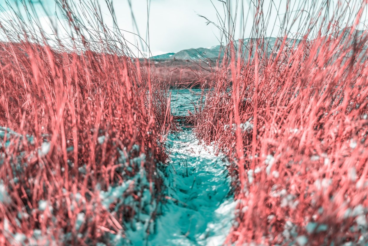 Краснотал пейзаж