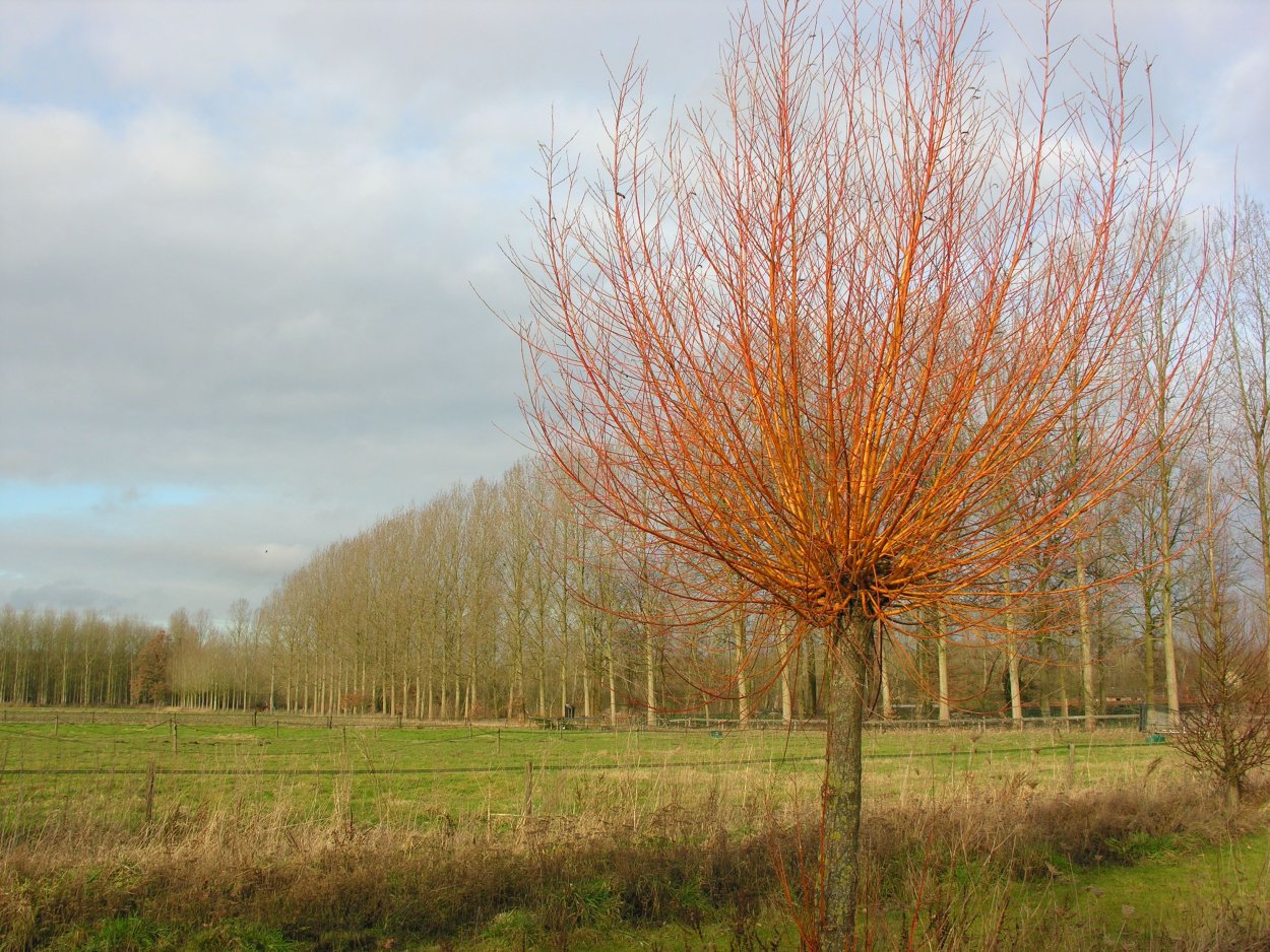 Ива белая “Чермезина” (Salix Alba “Chermesina”)