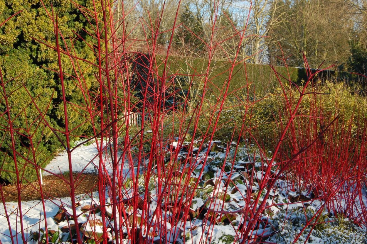 Дерен красный Элегантиссима