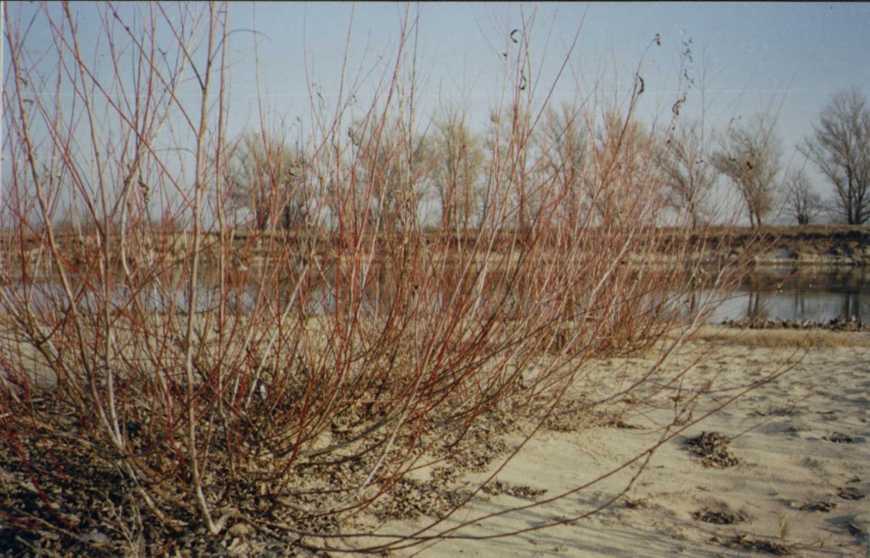 Краснотал (Ива пурпурная)