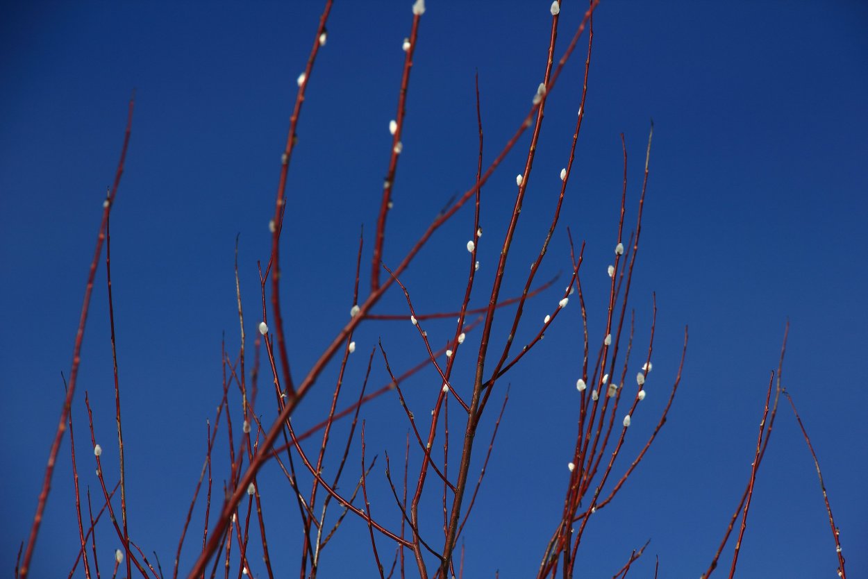 Красная Верба