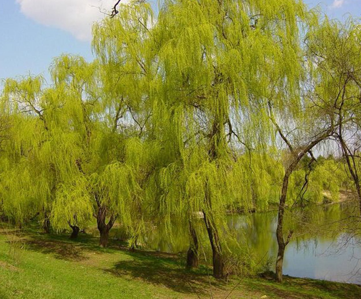 Верба Ива ветла