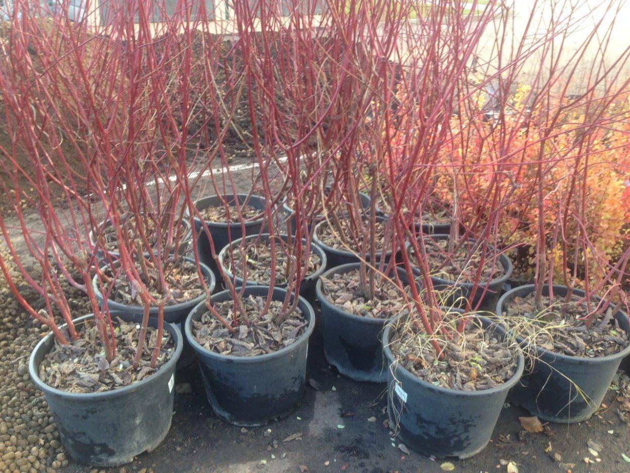 Барбарис Тунберга рассада