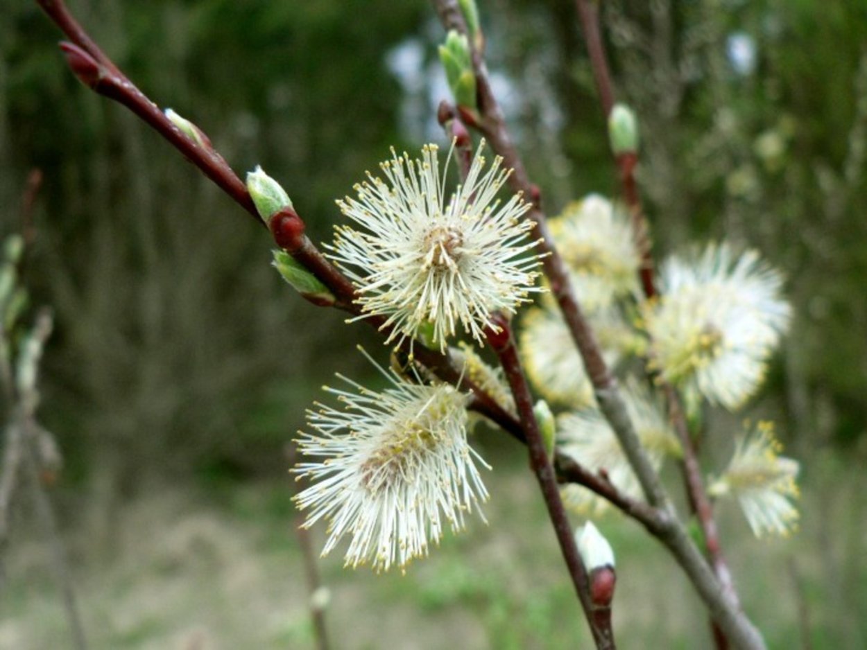 Ива остролистная (шелюга красная, краснотал) – Salix acutifolia