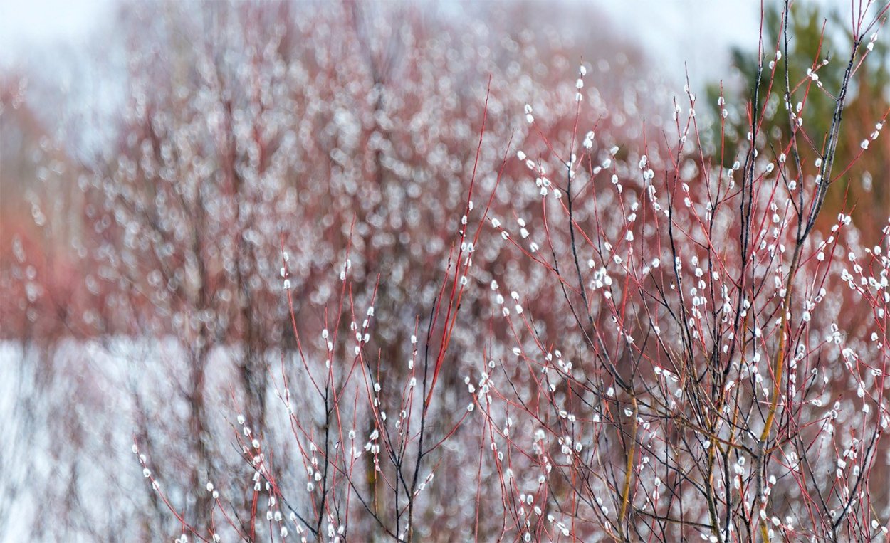 Ива Верба, краснотал