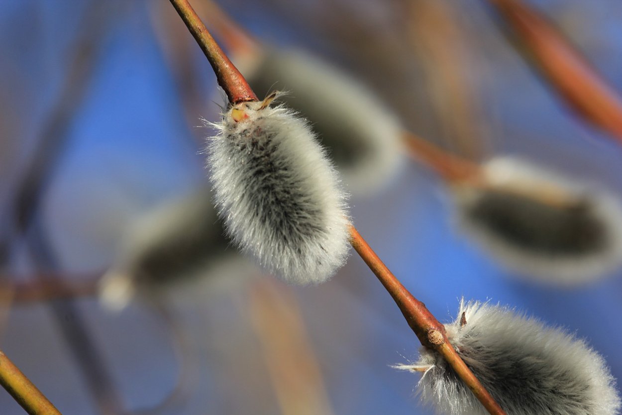 Верба с пушистыми почками