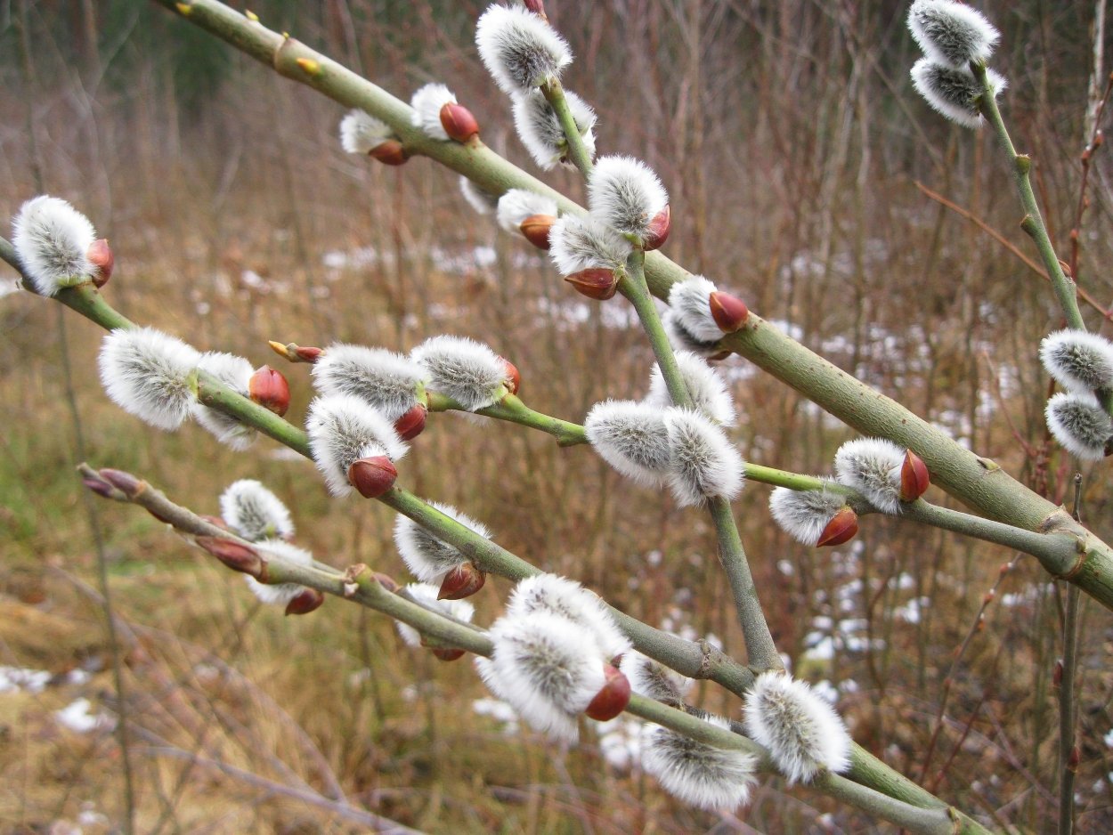 Ива почки Верба почки