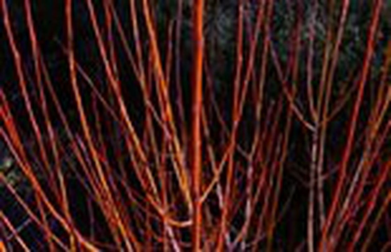 Ива Нана зимой