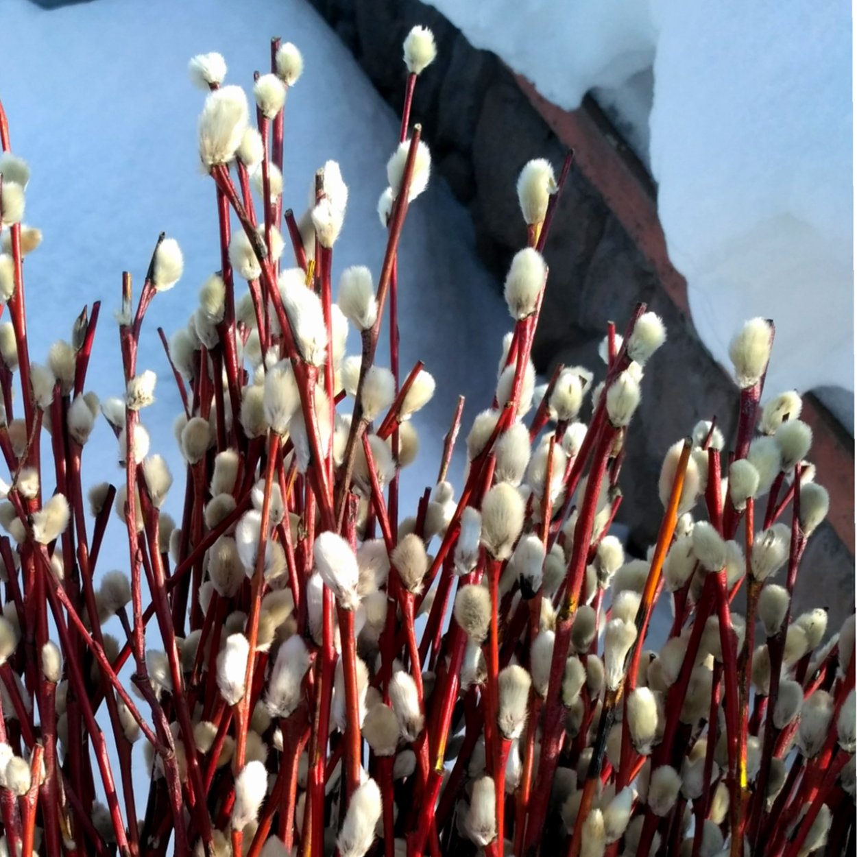 Верба краснотал дерево