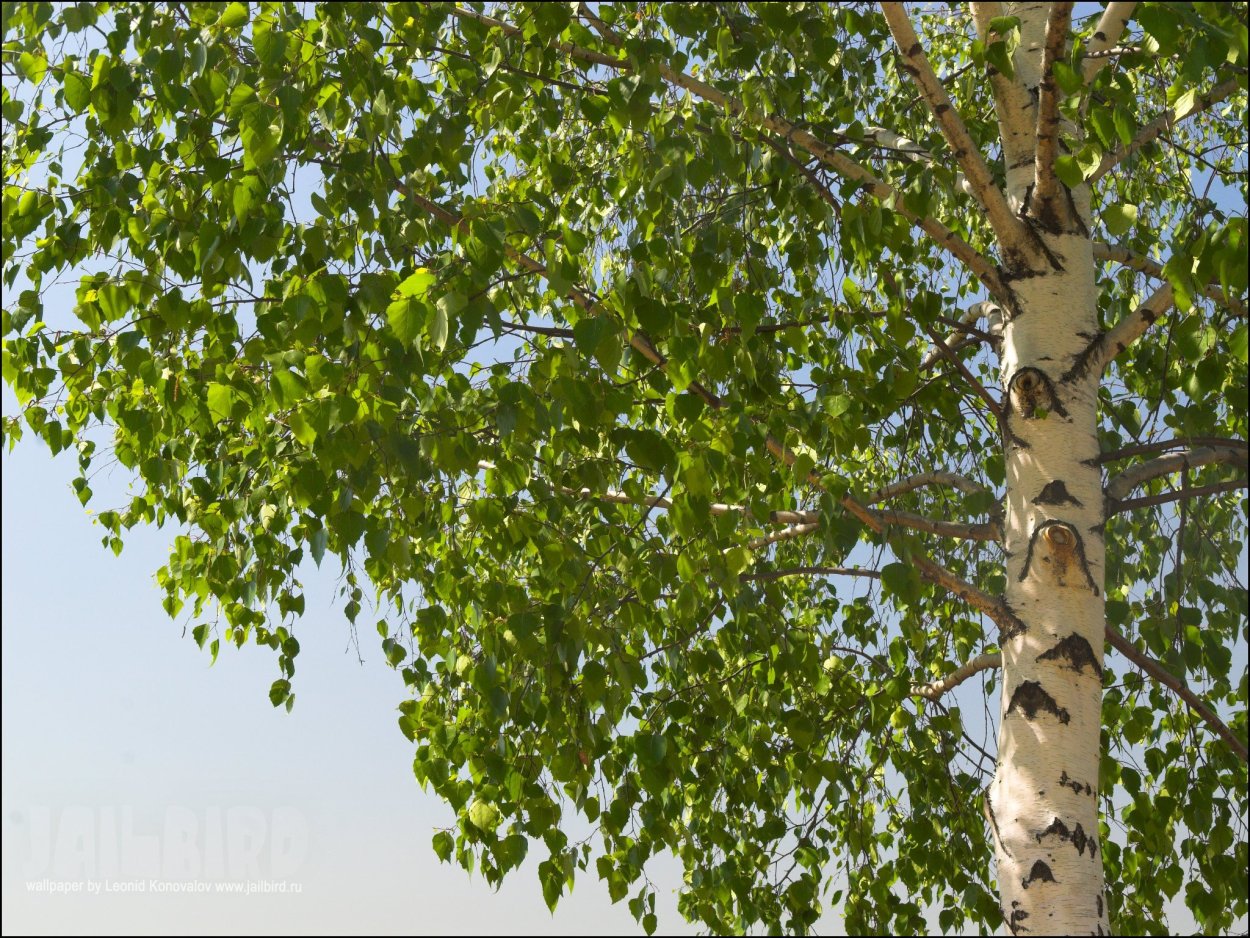 Береза маньчжурская