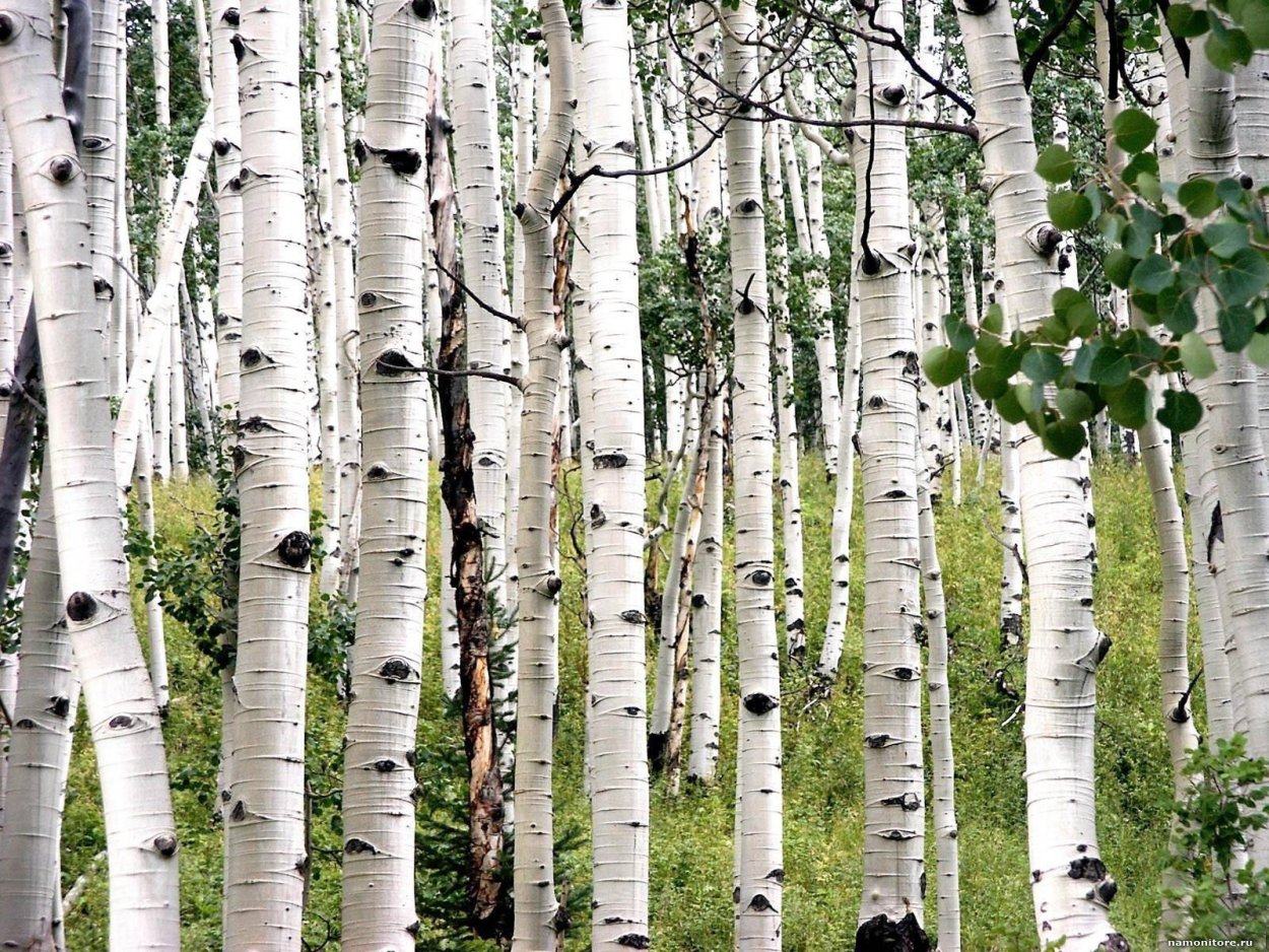 Корневая березы