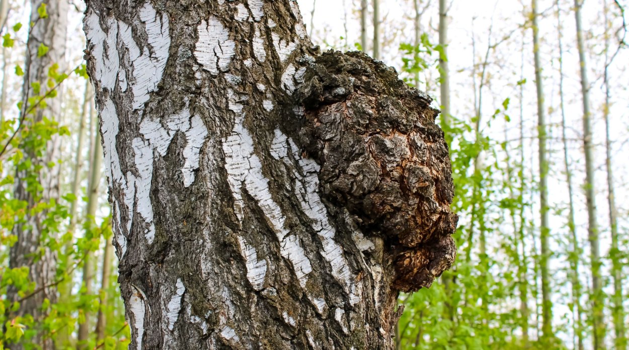 Чага на Березе