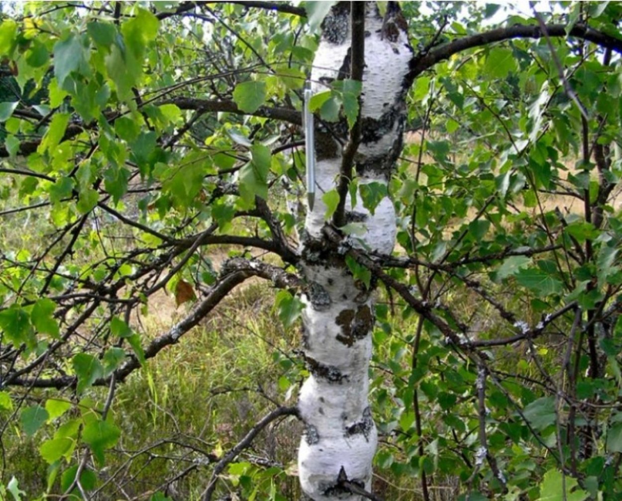 Боровое роща танцующих берез