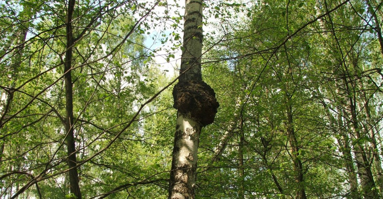 Шульта Березовая