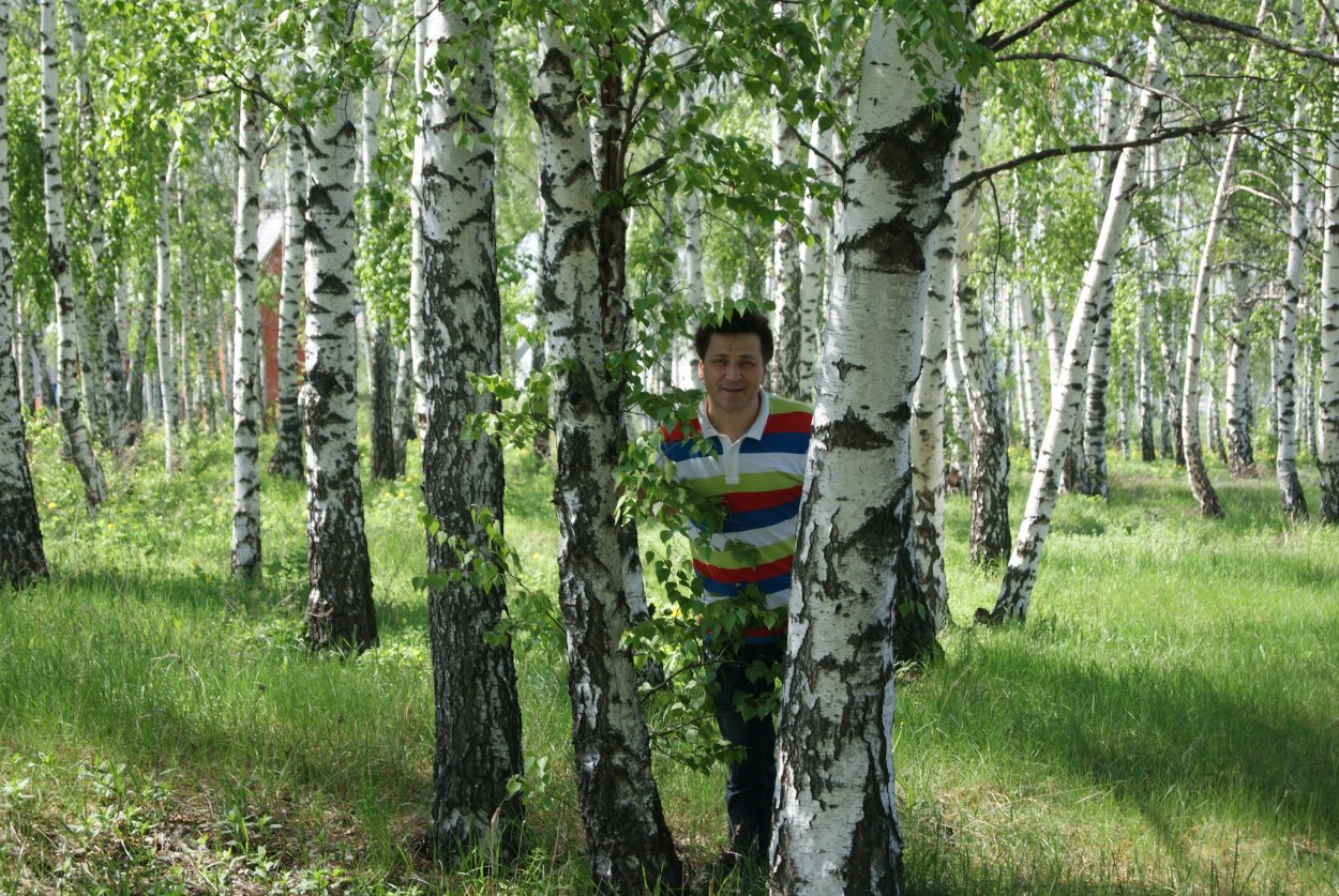 Описание березы