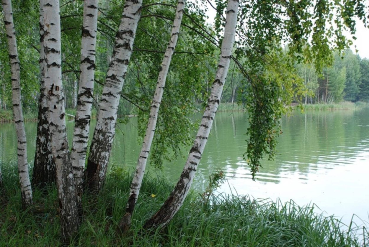 Мазурская береза