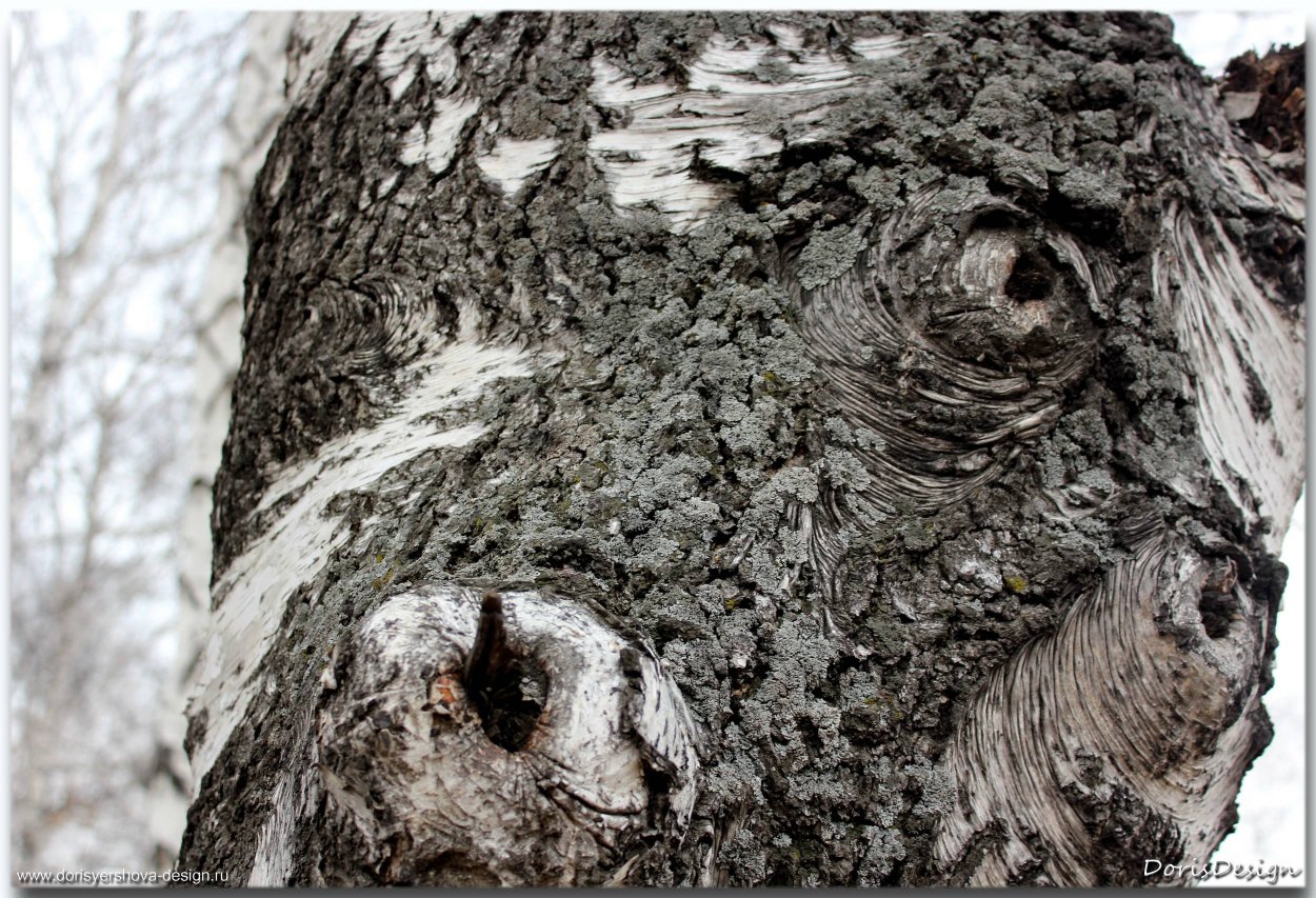 Карельская береза дерево