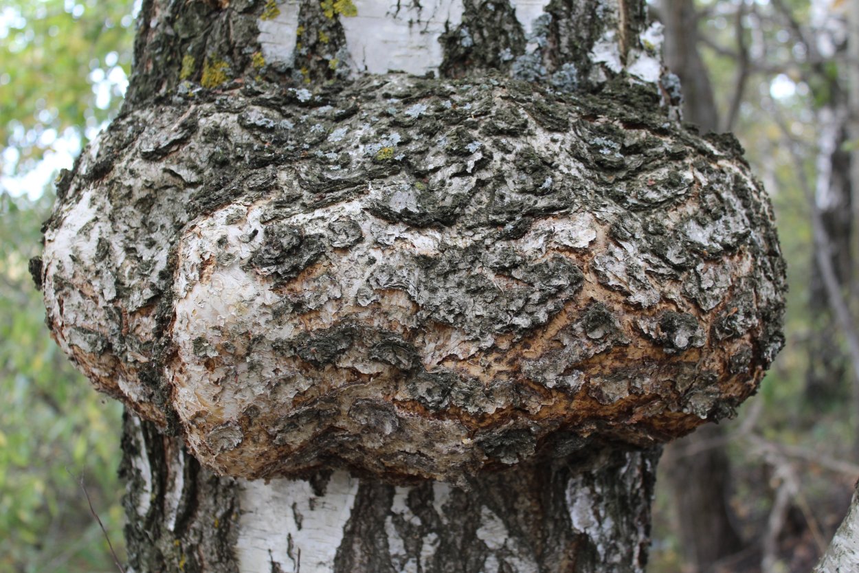 Карельская береза кора