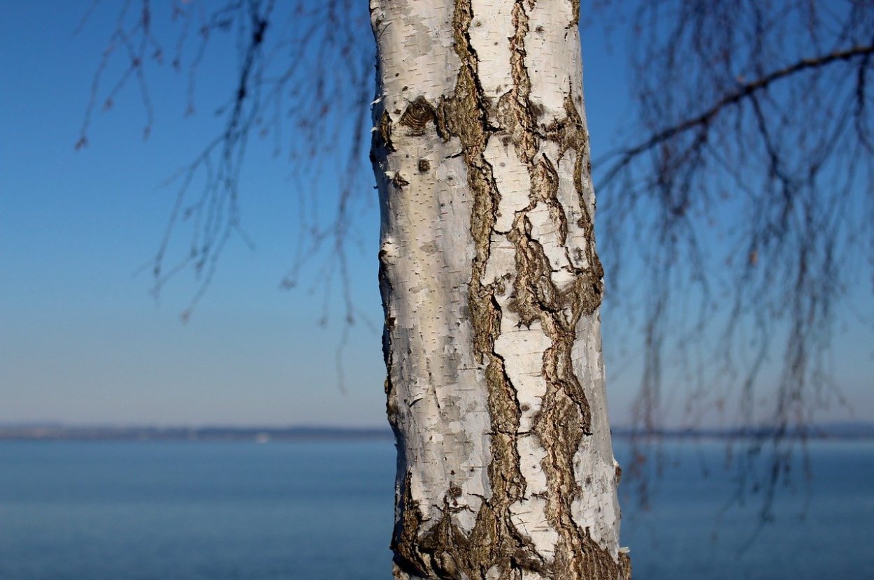 Челябинская область Сосновский район Березовая роща