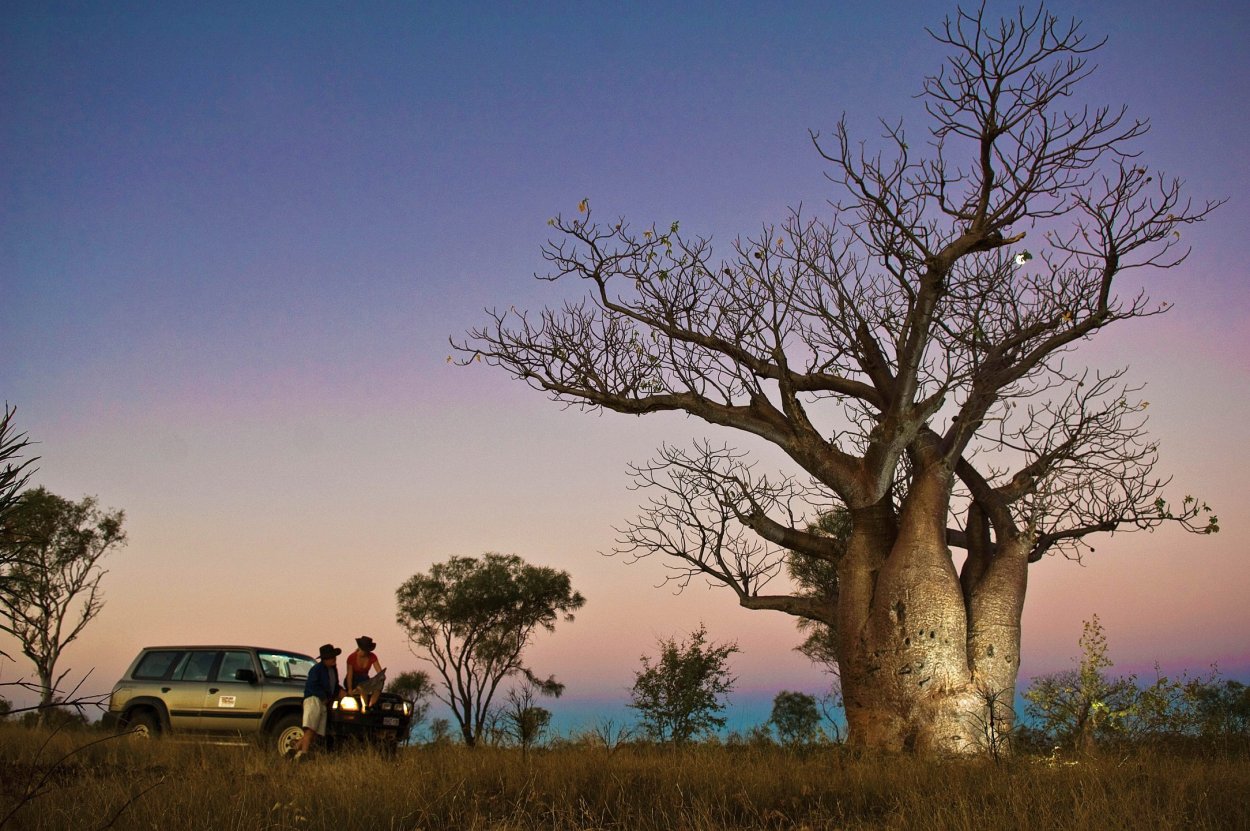 Адансония Грегори (Adansonia Gregorii l.)